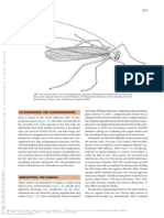 DavidGrimaldiMi 2005 DERMAPTERATHEEARWIGS EvolutionOfTheInsects