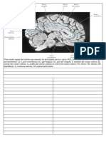 Neuroanatomia Algunas Imagenes