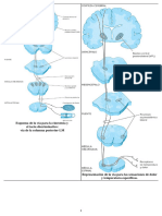 NEUROANATOMIA funcional  VIAS    esquemas imagenes cortes