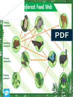 Daintree Rainforest Food Web