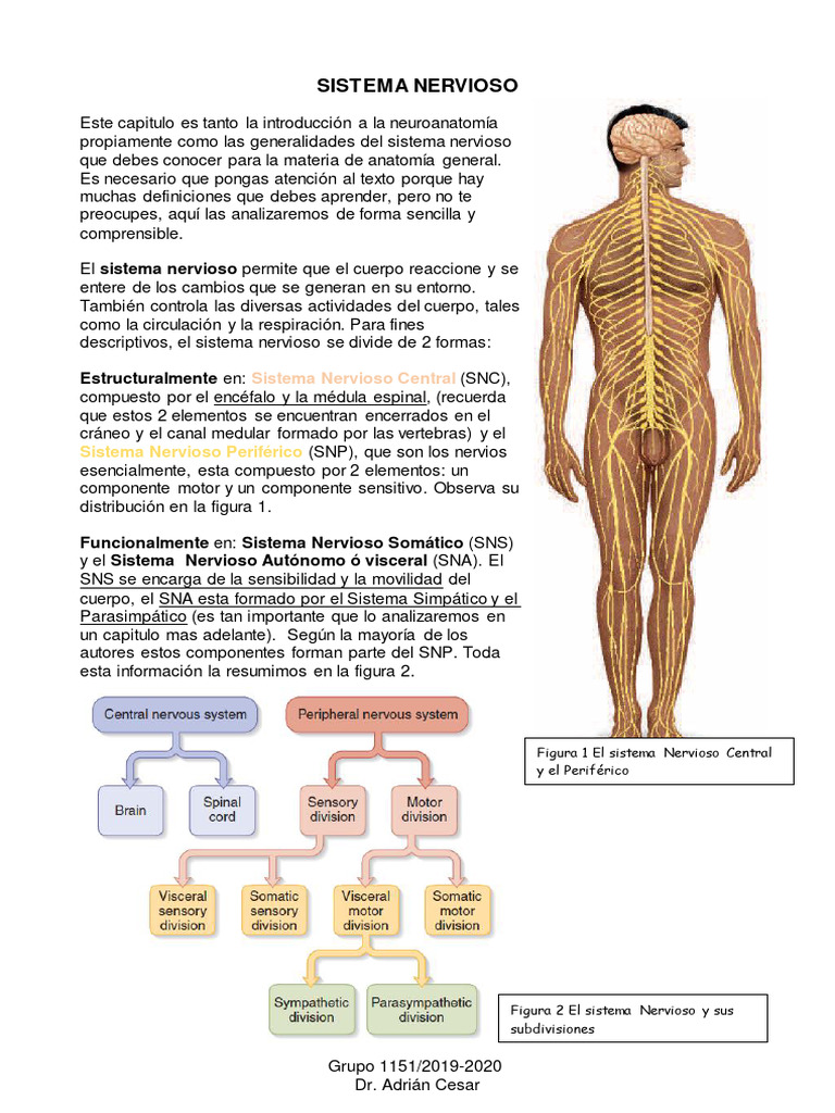 Estructura y Funciones del Sistema Nervioso | PDF | Neurona | Cerebro