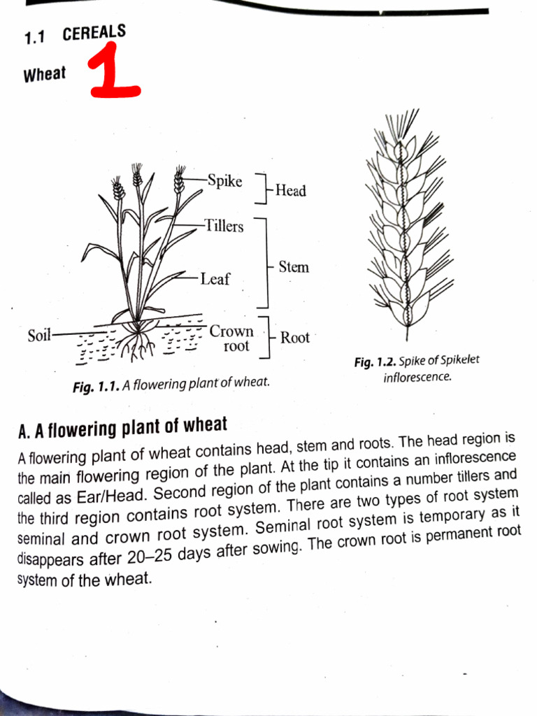 B SC 4 Semester-IV Botany Practical | PDF