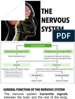 Cns and Feedback Mechanism