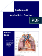 Anatomie II - Innere Organe