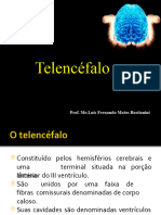 Telencefalo Final 2024 1