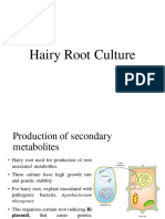 Hairy Root Culture