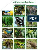 Rainforest Animals and Plants Photograph Sheets