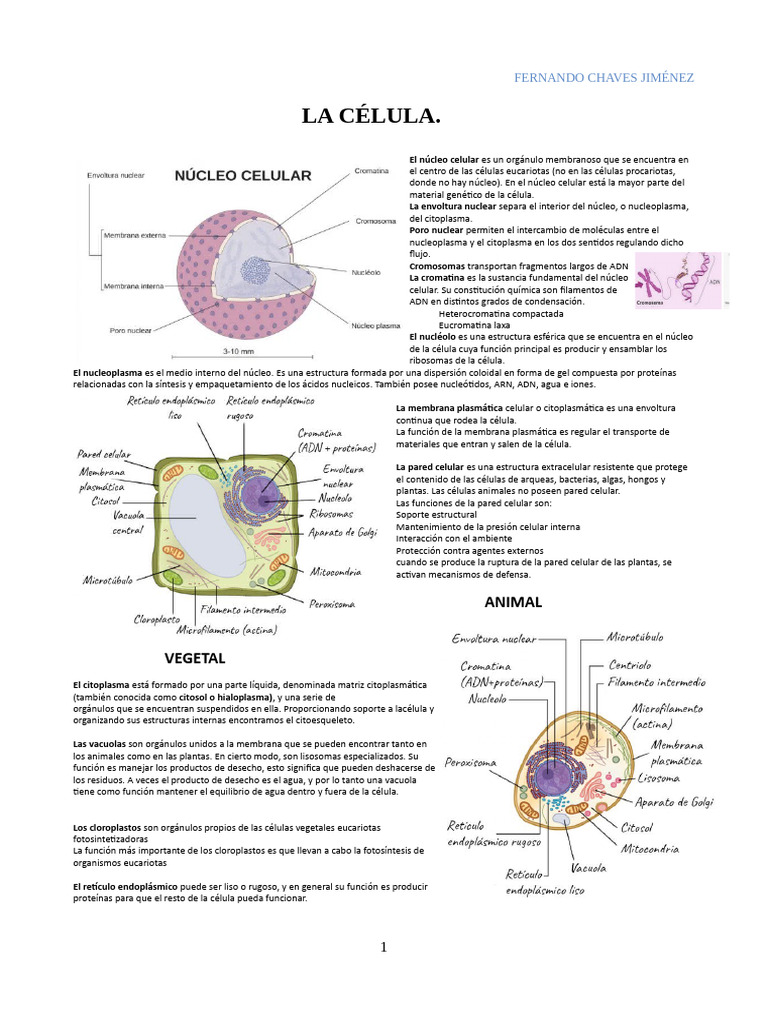 Estructura y Función de la Célula Eucariota | PDF | Biología Celular ...