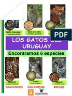 Gatos Del Uruguay