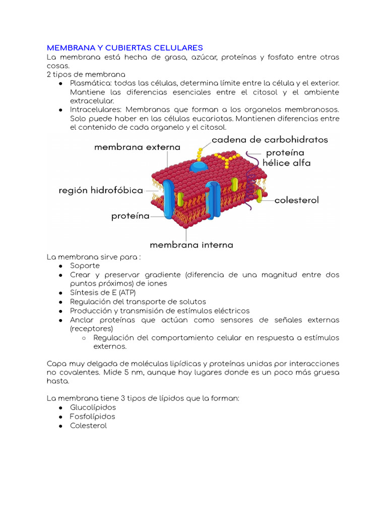 Estructura y Función de Membranas Celulares | PDF | Membrana celular ...