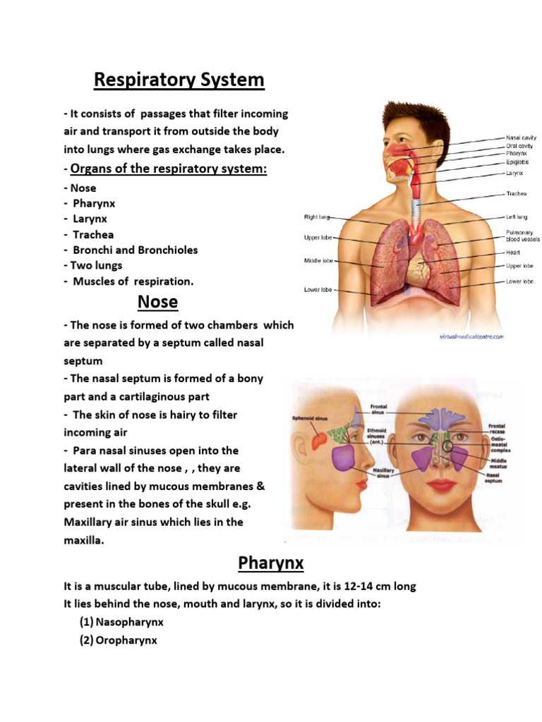 Respiratory system intelligence overview
