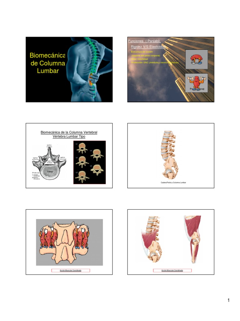 Biomecánica de la Columna Lumbar | PDF | Vértebra | Tórax