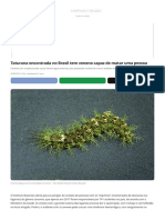 Taturana Encontrada No Brasil Tem Veneno Capaz de Matar Uma Pessoa _ Terra Da Gente _ G1