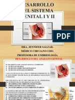 Desarrollo Del Sistema Genital I y Ii