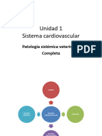 Cardiovascular Completo