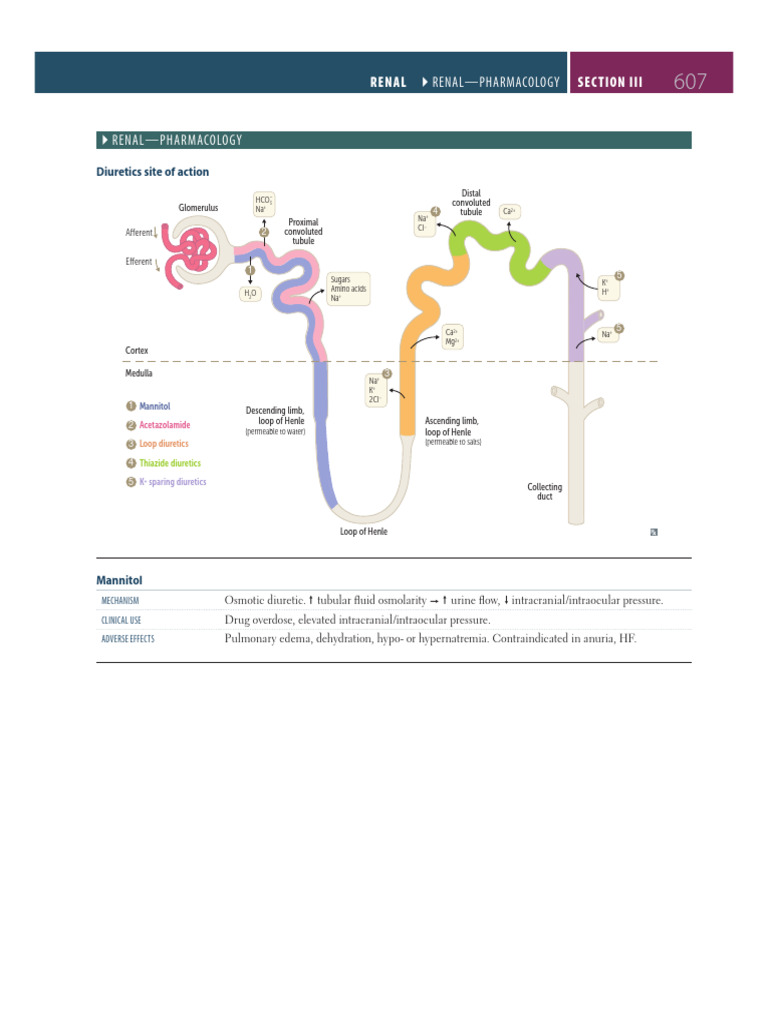 Renal | PDF | Angiotensin | Kidney