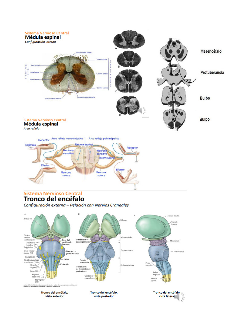 Sistema Nervioso 1 Y 2 Pdf