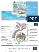 SBRC Male Genital Tract 1