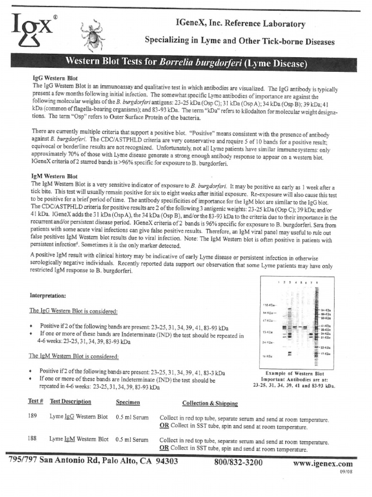 Igenex western blot tests for borrelia burgdorferi lyme disease pdf