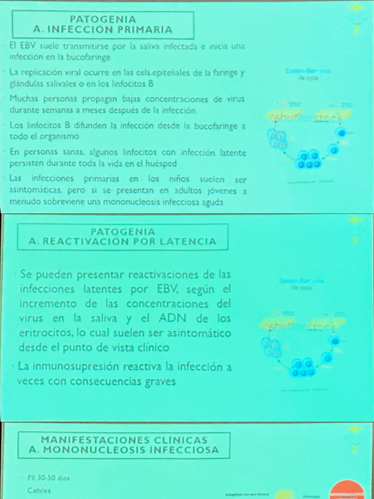 Epstein Barr y Herpes Virus Humanos 8 | PDF