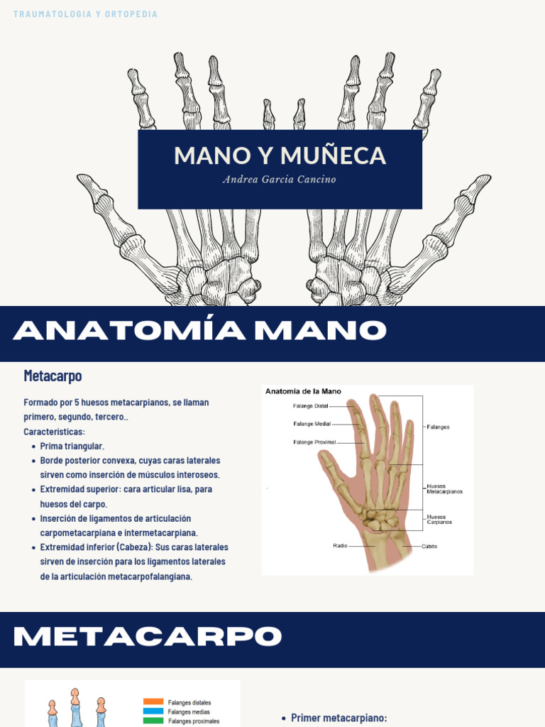 Mano Pdf Mano Sistema Musculoesquelético