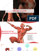 Musculos Miembro Superior