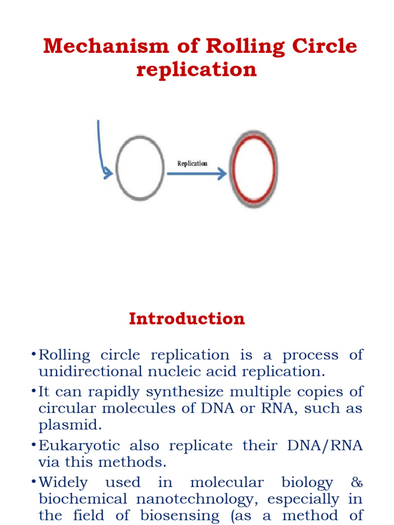 Rolling Circle Replication Mechanism | PDF | Dna Replication | Dna