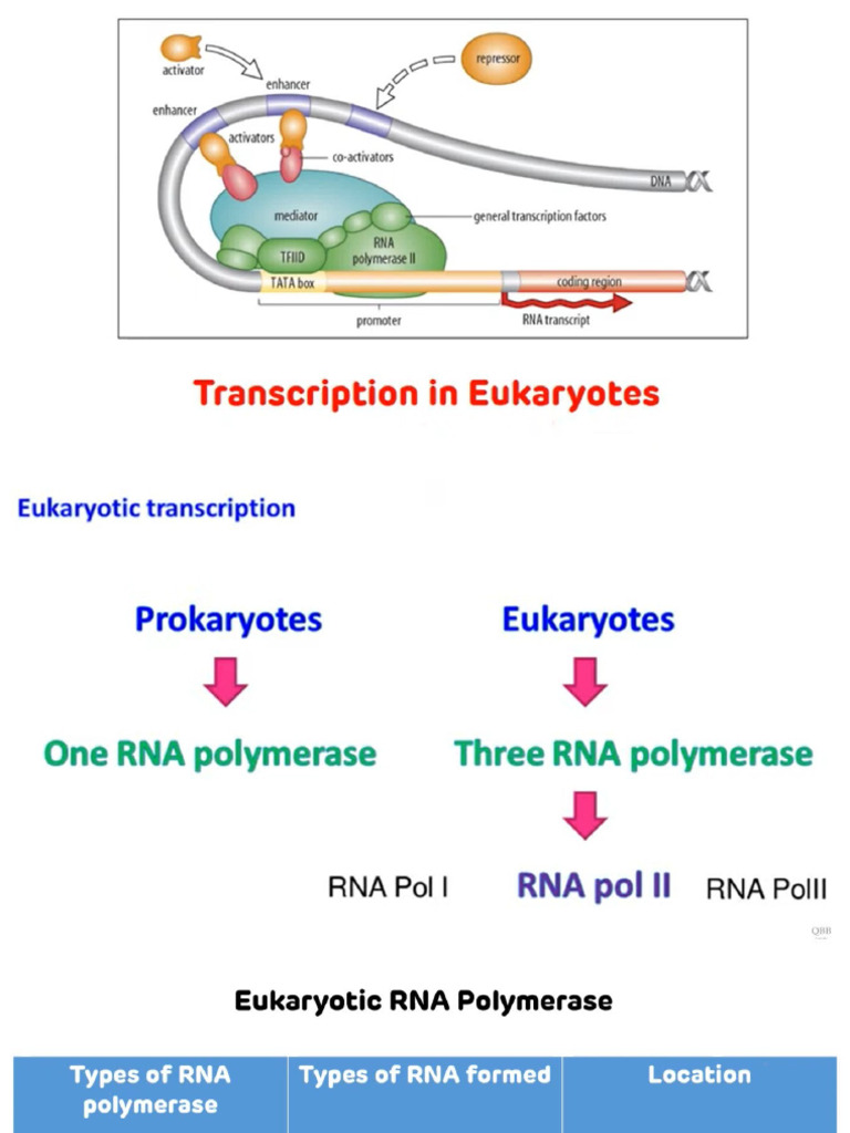10.transcription in Eukaryotes | PDF | Promoter (Genetics ...
