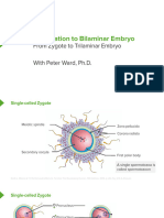 Slides - 01-02 - Fertilization To Bilaminar Embryo