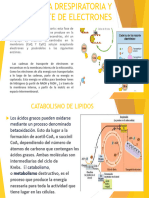 Cadena Drespiratoria y Transporte de Electrones