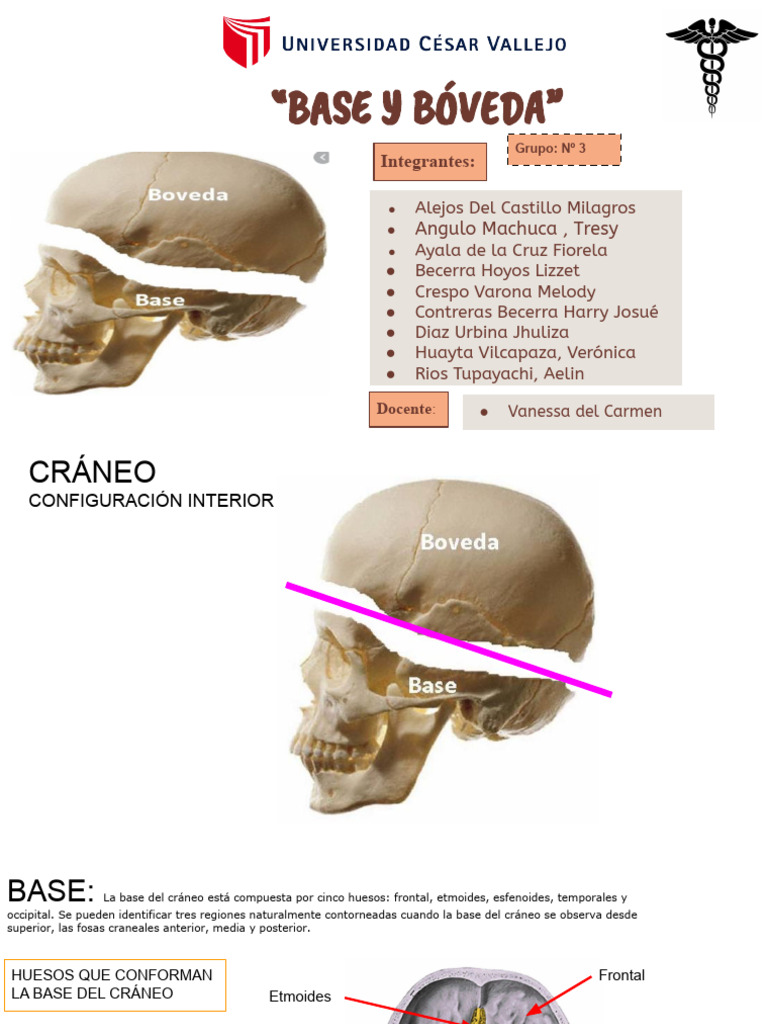 Bóveda y Base del Cráneo: Anatomía | PDF | Cráneo | Sistema esquelético