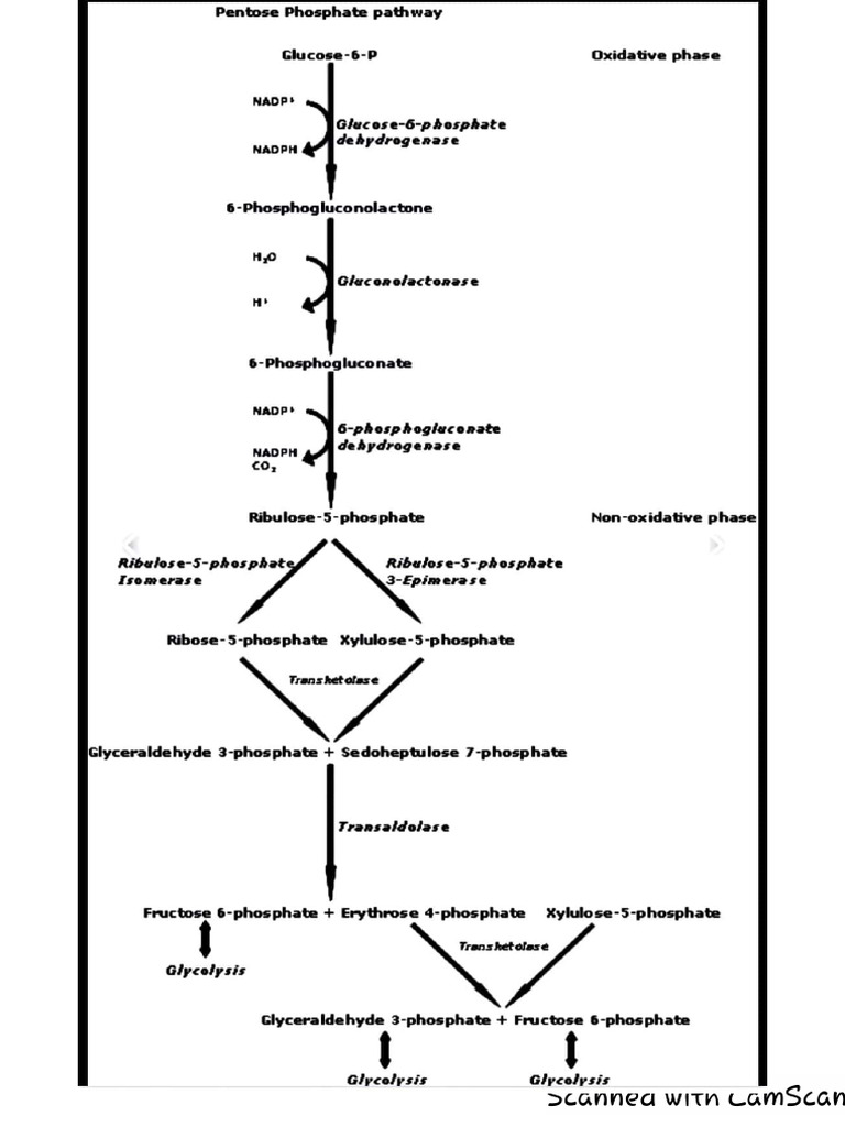 Pentose Phosphate Pathway PDF