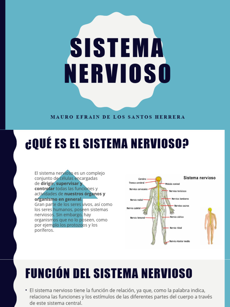 Funciones y Estructura del Sistema Nervioso | PDF | Sistema nervioso ...
