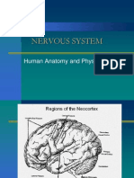 Nervous System: Human Anatomy and Physiology
