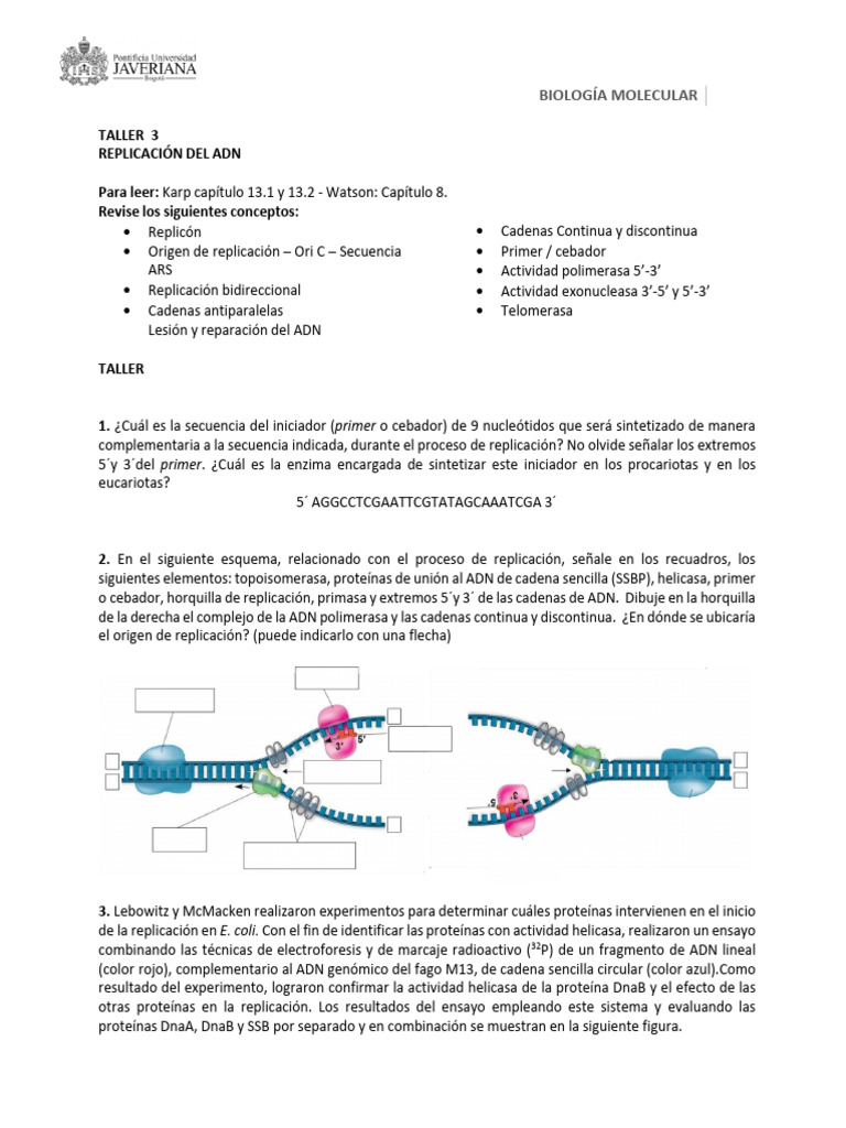 Actividad de helicasa y topoisomerasa en ADN | PDF | Replicación De Adn ...