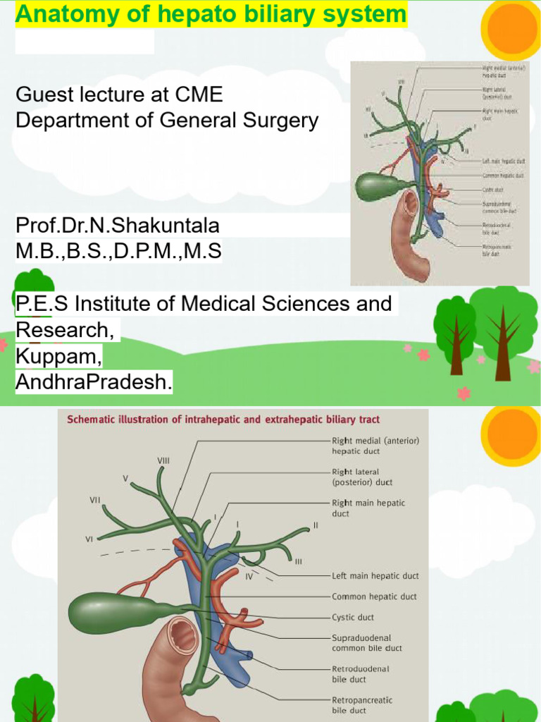 Hepatobiliary System Anatomy Overview | PDF | Liver | Gallbladder