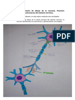 Anatomia Practica 1