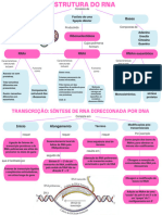 Estrutura Do RNA