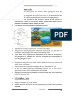 phosphorus cycle2