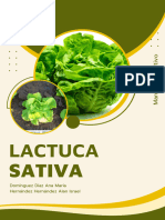 Lactuca Sativa