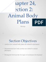 Animal Body Plans