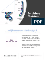 Clase - Acidos Nucleicos