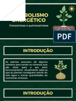 The Basics of Photosynthesis in Plants Educational Presentation in Green and Yellow Illustrative Style