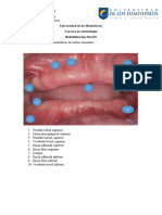 Estructuras Anatomicas