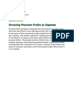 Growing Passion Fruits in Uganda 1