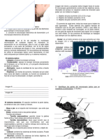 Guía Práctica 2, morfología microscópica