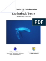 Leatherback Turtle