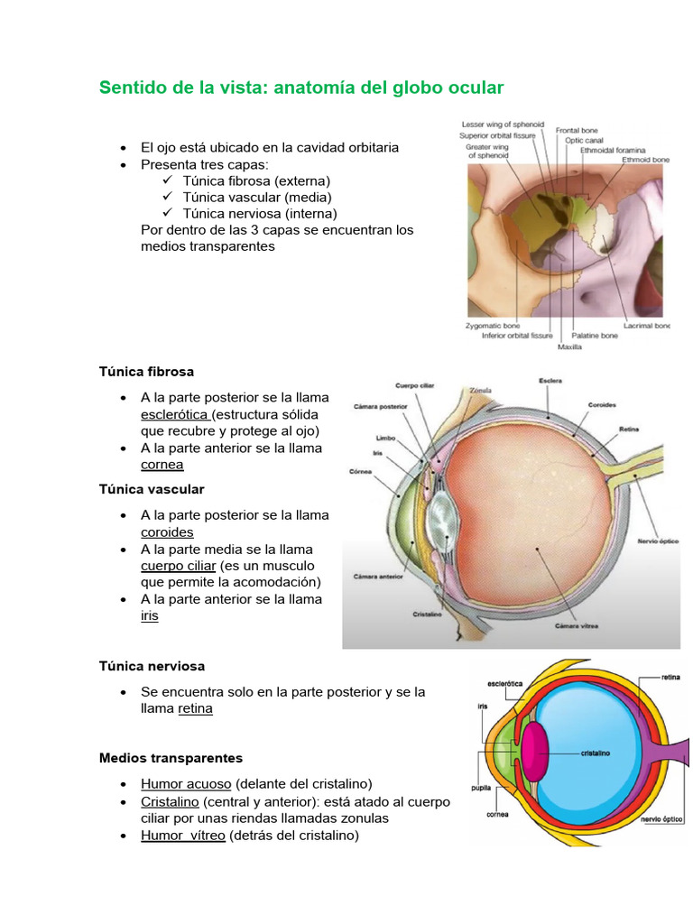 Sentido de La Vista (Anatomia Ojo Ocular | PDF | Ojo humano ...