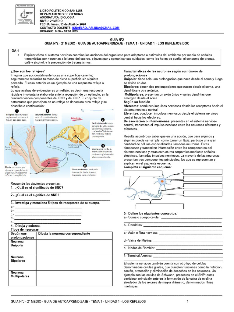 Biología 2° Guía 3 | PDF | Sinapsis | Neurona