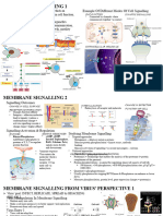 Membrane Signalling